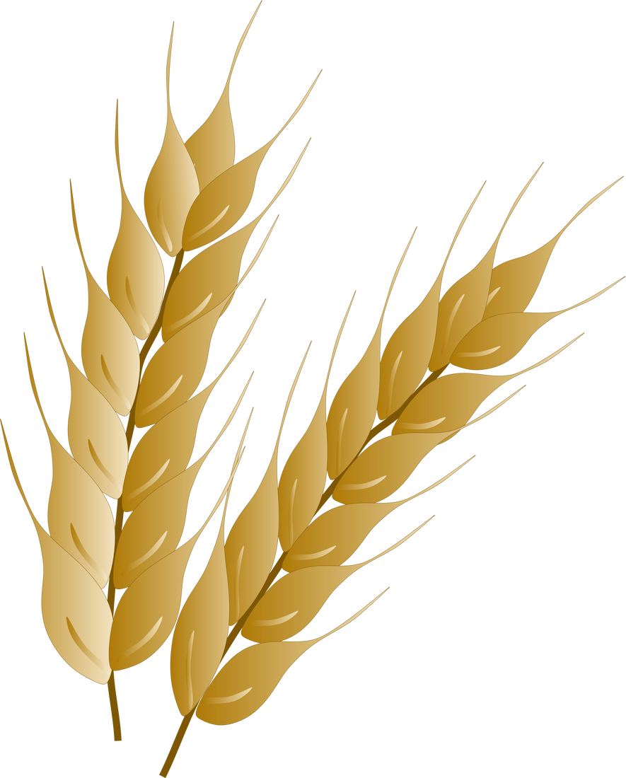 Wheat Grains Illustration